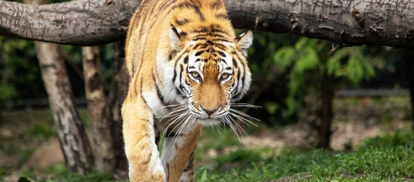 Τίγρης κυνηγά μηχανή - Σώθηκαν από του χάρου τα δόντια (βίντεο)